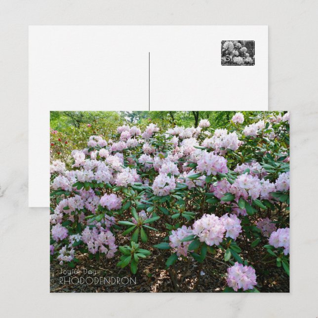 Carte Postale Rhododendron "Joyful Day" (Devant / Derrière)