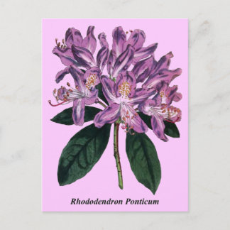 Carte Postale Rhododendron Ponticum