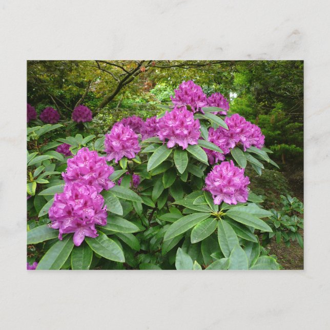 Carte Postale Rhododendron Ponticum (Devant)