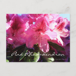 Carte Postale rhododendron rose