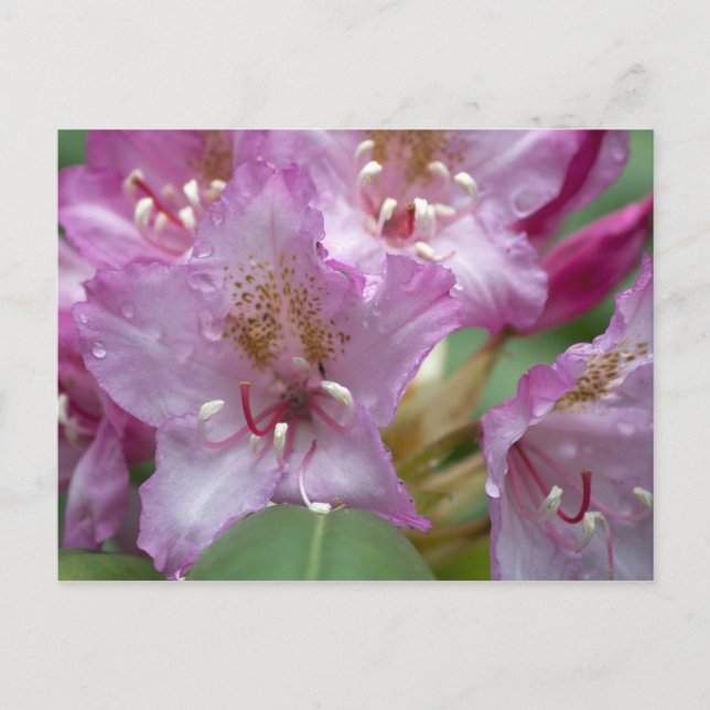 Carte Postale Rhododendron rose (Devant)