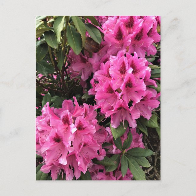 Carte Postale Rhododendrons Cynthia, Oregon (Devant)