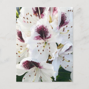 Carte Postale Rhododendrons de Calsap