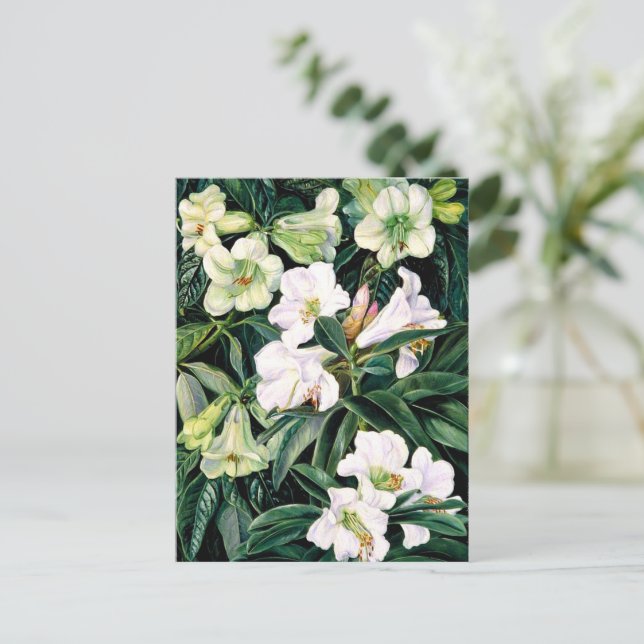 Carte Postale Rhododendrons d'Inde du Nord (Debout devant)
