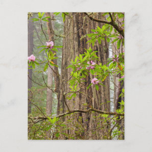 Carte Postale Rhododendrons en fleurs   Redwoods State Park,CA