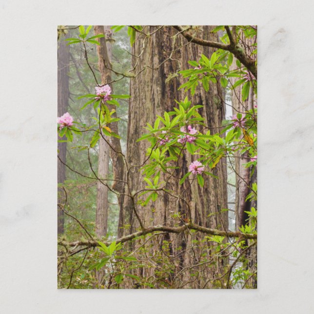 Carte Postale Rhododendrons en fleurs | Redwoods State Park,CA (Devant)