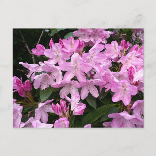Carte Postale Rhododendrons II (Devant)