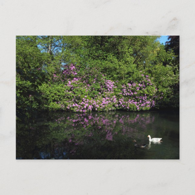 Carte Postale Rhododendrons, Lac Roath Park, Cardiff (Devant)