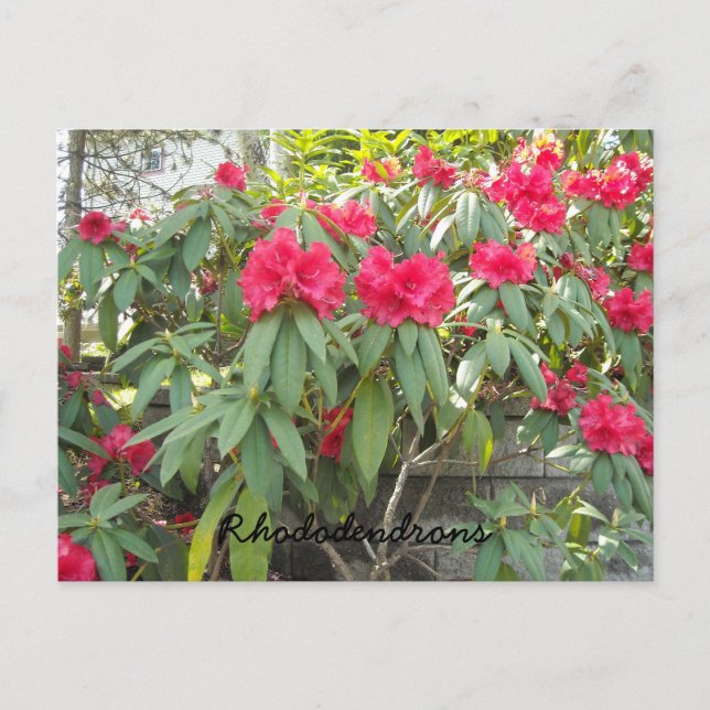 Carte Postale Rhododendrons rouges (Devant)