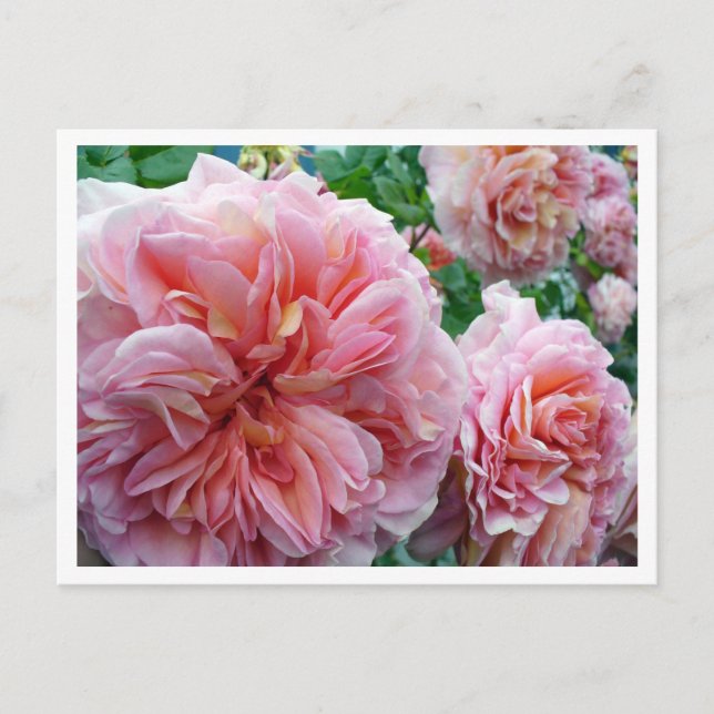 Carte postale Rhododendrum (Devant)