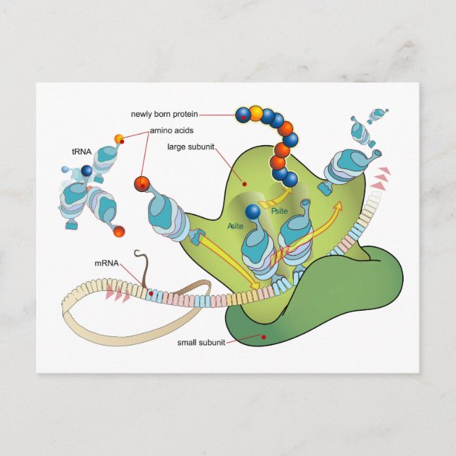 Carte Postale Ribosome mRNA tRNA molecules proteins Diagram  (Devant)
