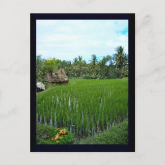 Carte Postale Rice Paddy, Ubud Bali, Indonésie