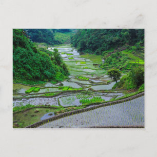 Carte Postale Rice Terraces of Banaue, Luzon