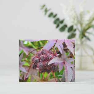 Carte Postale Ricinus communis