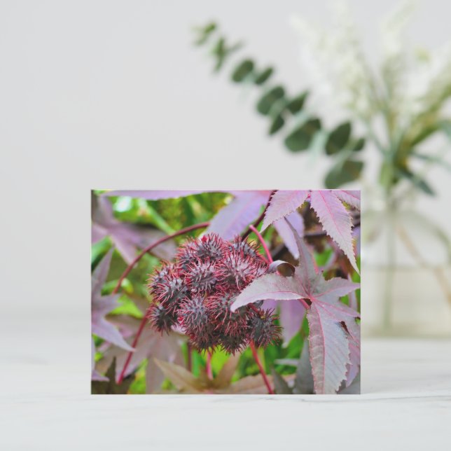 Carte Postale Ricinus communis (Debout devant)