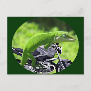 Carte Postale Rider Hawaiian Gecko