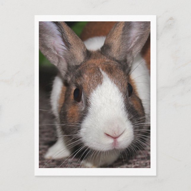 Carte Postale Riley (Devant)