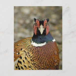 Carte Postale Ring Pheasant