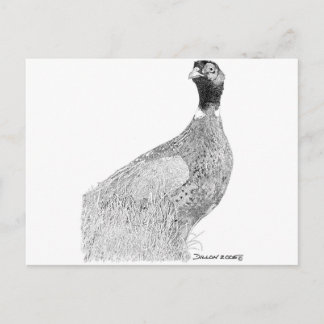 Carte Postale Ringneck Pheasant