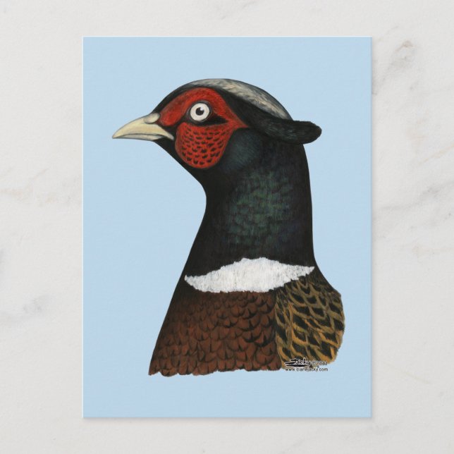 Carte Postale Ringneck Pheasant Head (Devant)