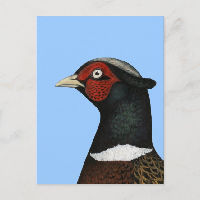 Carte Postale Ringneck Pheasant Head (Devant)