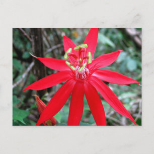 Carte Postale Rio Chagres, Panama