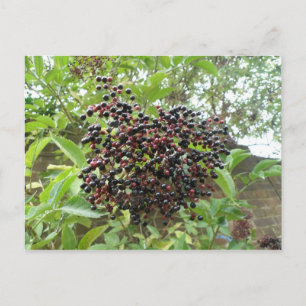 Carte postale Ripening Elderberries