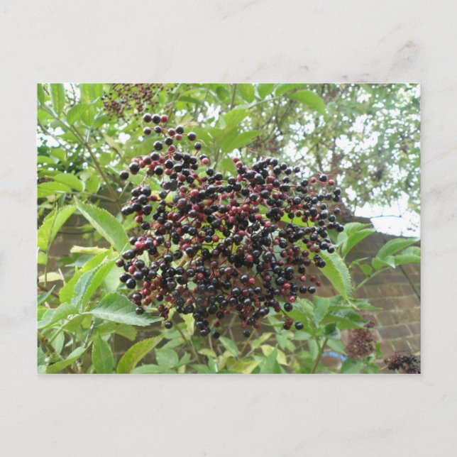 Carte postale Ripening Elderberries (Devant)