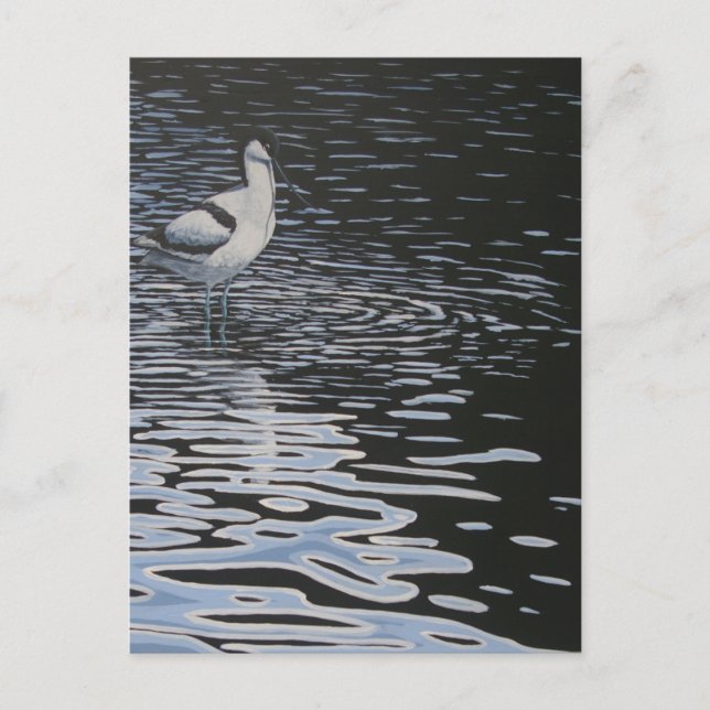 Carte Postale Ripples et un Avocet en contraste (Devant)