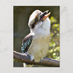 Carte Postale Rire Kookaburra perché sur la branche