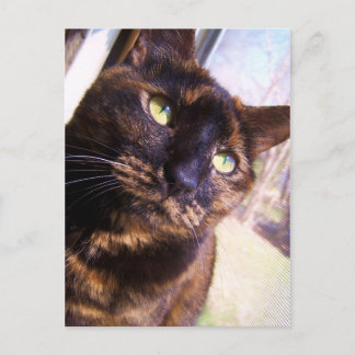 carte postale risa cat