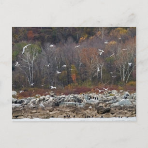 Carte Postale Rive de la rivière Susquehanna