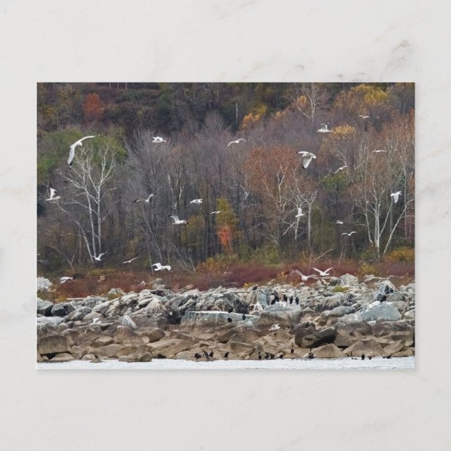 Carte Postale Rive de la rivière Susquehanna (Devant)