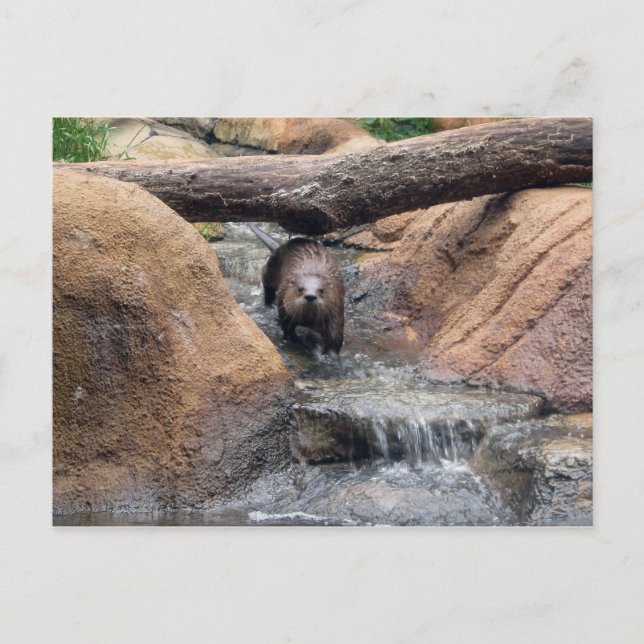Carte postale River Otter (Devant)