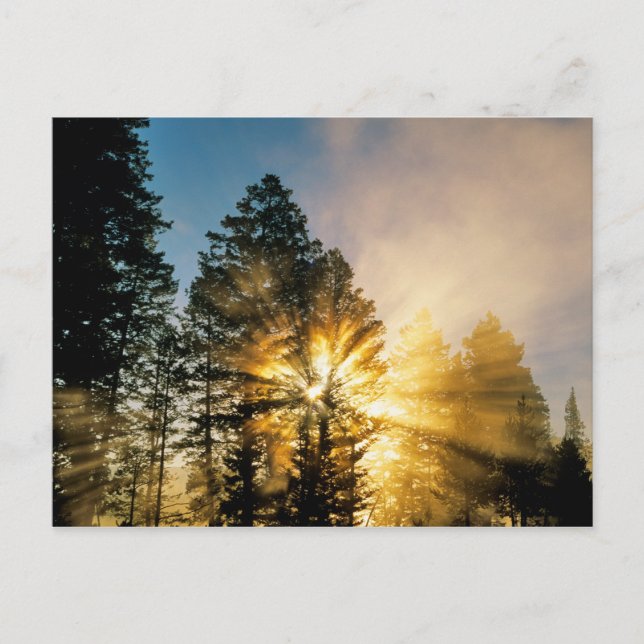 Carte Postale Rivière Madison | Parc national de Yellowstone (Devant)