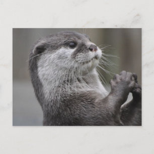 Carte Postale Rivière Otter