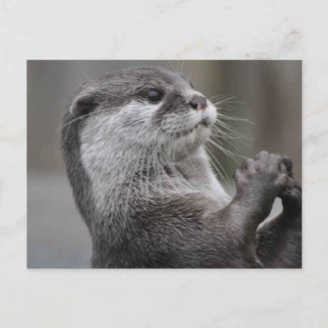 Carte Postale Rivière Otter (Devant)