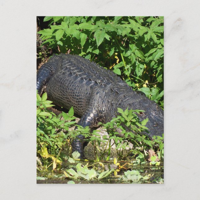 Carte Postale Rivière Silver Alligator (Devant)