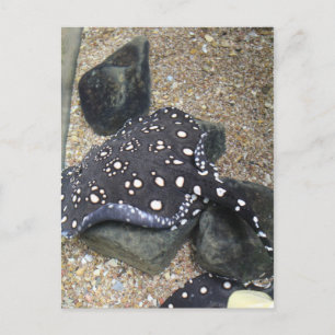 Carte Postale Rivière Stingray # 14