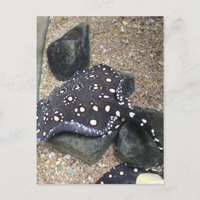 Carte Postale Rivière Stingray # 14 (Devant)