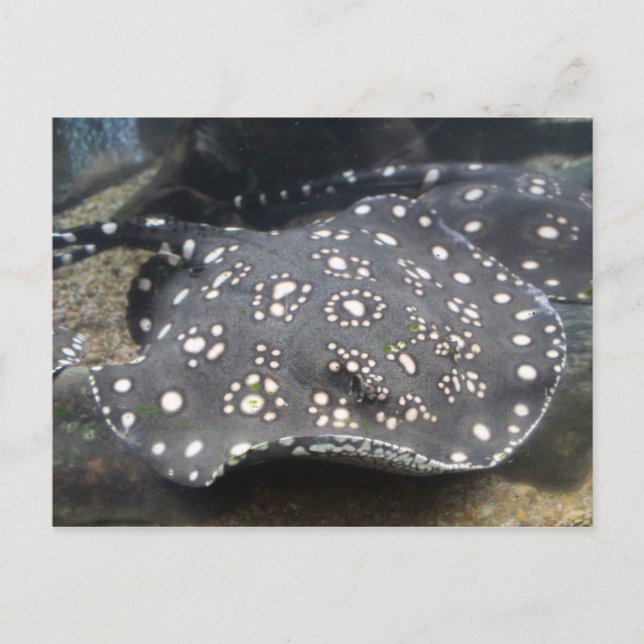 Carte Postale Rivière Stingray # 15 (Devant)