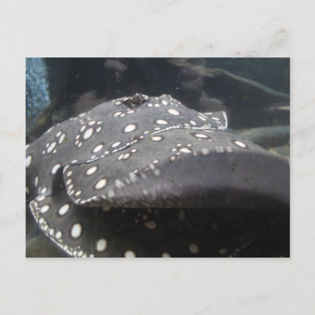 Carte Postale Rivière Stingray # 7 (Devant)