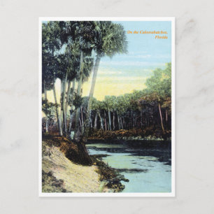 Carte Postale Rivière vintage Caloosahatchee Floride