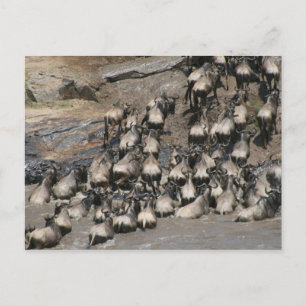 Carte Postale rivière wildebeest mara