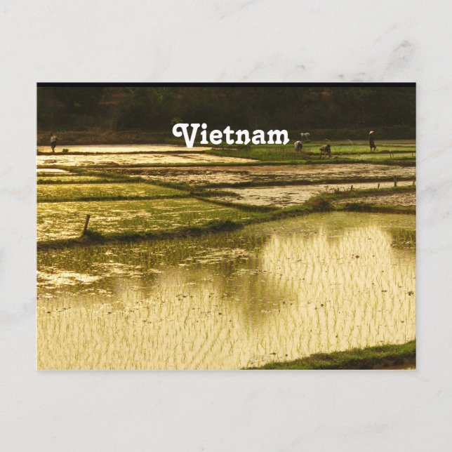 Carte Postale Riz Paddy (Devant)