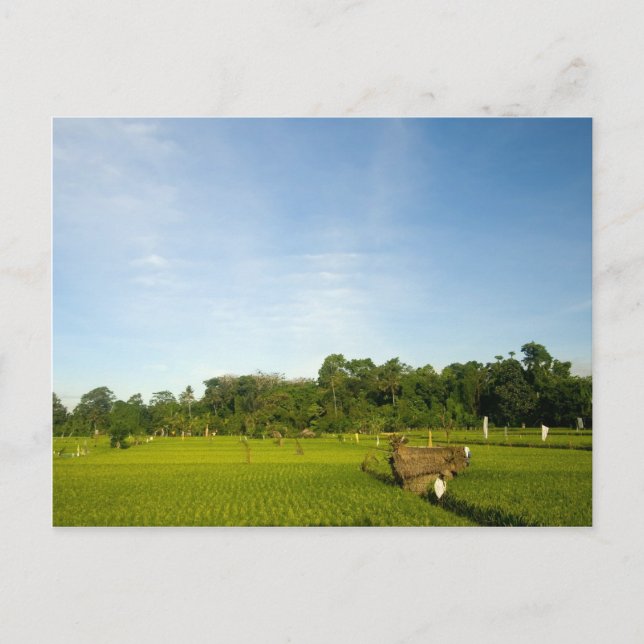 Carte Postale Riz rizières à Bali (Devant)