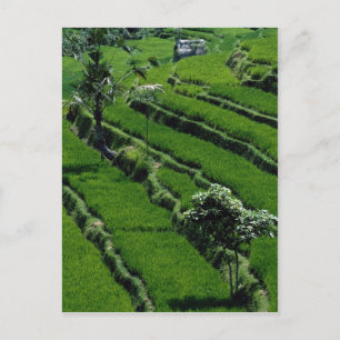Carte Postale Riz rizières, Bali, Indonésie