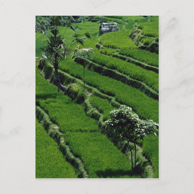 Carte Postale Riz rizières, Bali, Indonésie (Devant)