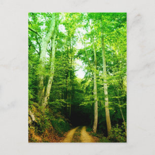 Carte Postale Road in the Woods Post Card