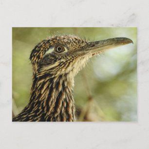Carte postale Roadrunner